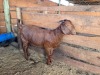 1X KALAHARI RED STUD DOE Shira Boerdery and Stud - 2