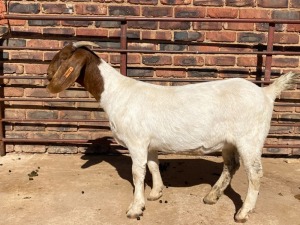 1X BOER GOAT FLOCK DOE Schoonheid Boerbok Stoet