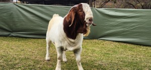 WITHDRAWN - 1X BOER GOAT BUCK Shongololo Boerboekstoet