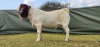 WITHDRAWN - 1X BOER GOAT BUCK Shongololo Boerboekstoet - 2