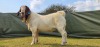 WITHDRAWN - 1X BOER GOAT BUCK Shongololo Boerboekstoet - 3