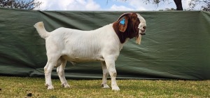 1X BOER GOAT FLOCK BUCK Shongololo Boerboekstoet