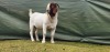 1X BOER GOAT FLOCK BUCK Shongololo Boerboekstoet - 2