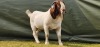 1X BOER GOAT FLOCK BUCK Shongololo Boerboekstoet - 3