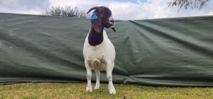 1X BOER GOAT PREGNANT STUD DOE Shongololo Boerboekstoet