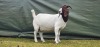 1X BOER GOAT PREGNANT STUD DOE Shongololo Boerboekstoet - 2