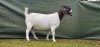 1X BOER GOAT PREGNANT STUD DOE Shongololo Boerboekstoet - 3