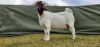 1X BOER GOAT PREGNANT STUD DOE Shongololo Boerboekstoet