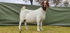 1X BOER GOAT PREGNANT STUD DOE Shongololo Boerboekstoet - 2