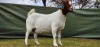 1X BOER GOAT PREGNANT STUD DOE Shongololo Boerboekstoet - 3