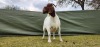 1X BOER GOAT PREGNANT STUD DOE Shongololo Boerboekstoet - 4