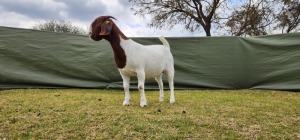 1X BOER GOAT PREGNANT STUD DOE Shongololo Boerboekstoet