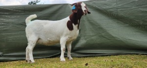 1X BOER GOAT PREGNANT STUD DOE Shongololo Boerboekstoet