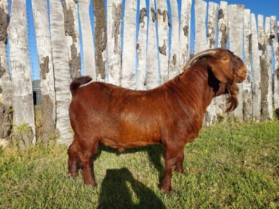 1X KALAHARI RED FLOCK BUCK Tollie Jordaan en seuns