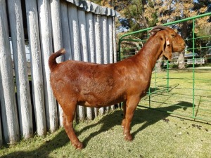 1X KALAHARI RED PREGNANT STUD DOE Tollie Jordaan en seuns