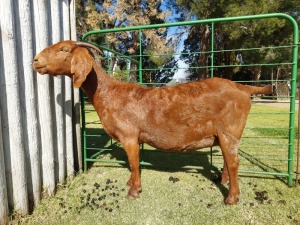 1X KALAHARI RED PREGNANT STUD DOE Tollie Jordaan en seuns