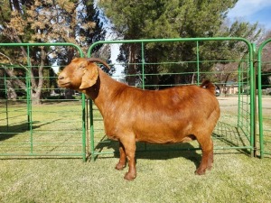 WITHDRAWN - 1X KALAHARI RED DOE Tollie Jordaan en seuns