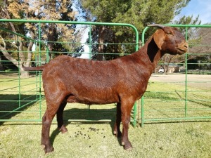 1X KALAHARI RED PREGNANT STUD DOE Tollie Jordaan en seuns