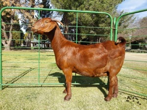 1X KALAHARI RED PREGNANT FLOCK DOE Tollie Jordaan en seuns