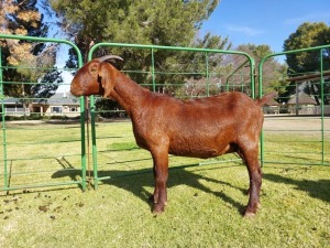 1X KALAHARI RED PREGNANT FLOCK DOE Tollie Jordaan en seuns