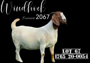 WITHDRAWN - 1X BOER GOAT DOE Windhoek Boerbok Stud (Pty) Ltd