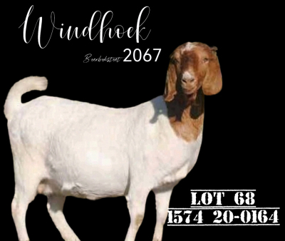 WITHDRAWN - 1X BOER GOAT DOE Windhoek Boerbok Stud (Pty) Ltd