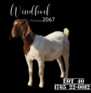 WITHDRAWN - 1X BOER GOAT DOE Windhoek Boerbok Stud (Pty) Ltd