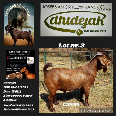 1X KALAHARI RED FLOCK BUCK Dhidejak Kalahari Reds