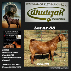 1X KALAHARI RED STUD DOE Dhidejak Kalahari Reds