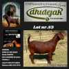 1X KALAHARI RED STUD DOE Dhidejak Kalahari Reds