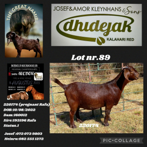 1X KALAHARI RED PREGNANT STUD DOE Dhidejak Kalahari Reds