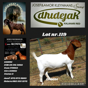 1X BOER GOAT FLOCK DOE Dhidejak Kalahari Reds