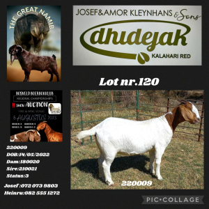 1X BOER GOAT FLOCK DOE Dhidejak Kalahari Reds