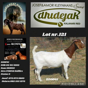 1X BOER GOAT FLOCK DOE Dhidejak Kalahari Reds