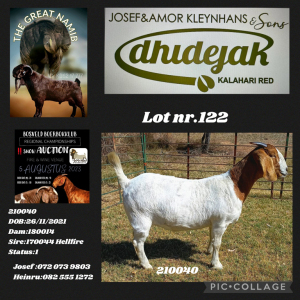 1X BOER GOAT PREGNANT FLOCK DOE Dhidejak Kalahari Reds