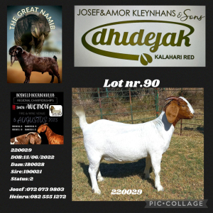 1X BOER GOAT FLOCK DOE Dhidejak Kalahari Reds