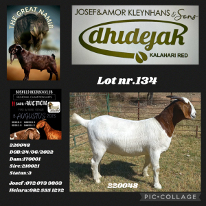 1X BOER GOAT FLOCK DOE Dhidejak Kalahari Reds