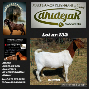 1X BOER GOAT PREGNANT FLOCK DOE Dhidejak Kalahari Reds