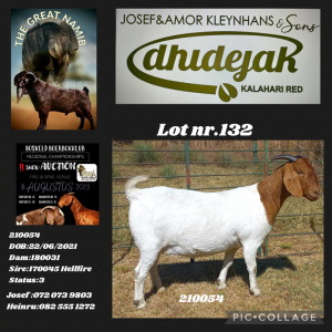 1X BOER GOAT PREGNANT FLOCK DOE Dhidejak Kalahari Reds