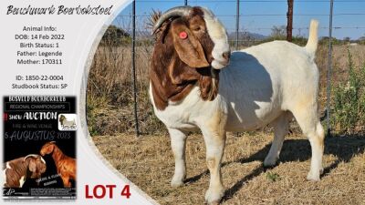 1X BOER GOAT STUD BUCK Benchmark Boerbokstoet