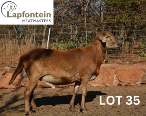 WITHDRAWN - 1X MEATMASTER RAM LAPFONTEIN MEATMASTERS