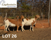 2+1X MEATMASTER OOI/EWE LAPFONTEIN MEATMASTERS