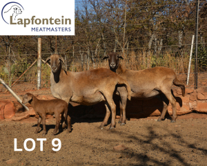 2+1X MEATMASTER OOI/EWE LAPFONTEIN MEATMASTERS