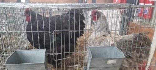 2X CHICKENS