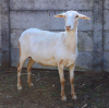 4X MEATMASTER OOI/EWE JPH BOERDERY