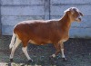 4X MEATMASTER OOI/EWE JPH BOERDERY - 2