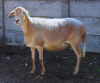 4X MEATMASTER OOI/EWE JPH BOERDERY - 3