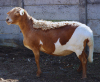 1X MEATMASTER OOI/EWE JPH BOERDERY