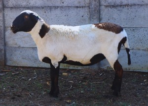 2X MEATMASTER OOI/EWE JPH BOERDERY