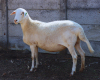 1X MEATMASTER OOI/EWE JPH BOERDERY